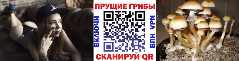 Галлюциногенные грибы Cubensis Камбарка